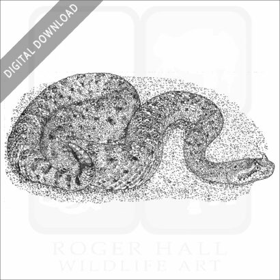 Colorado Desert Sidewinder