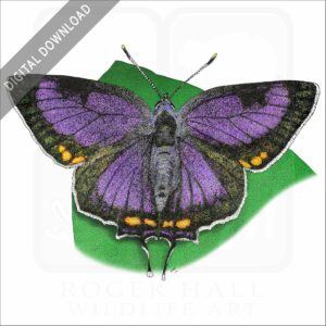 Colorado Hairstreak Butterfly stock image