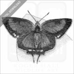 Colorado Hairstreak Butterfly