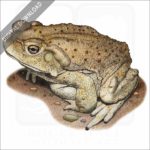 Colorado River Toad stock image