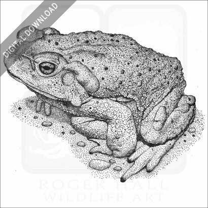 Colorado River Toad