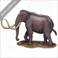 Columbia Mammoth stock image