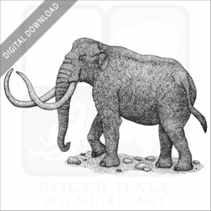 Columbia Mammoth
