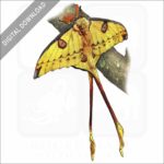 Comet Moth stock image