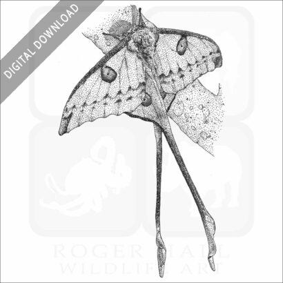 Comet Moth