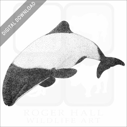 Commerson's Dolphin