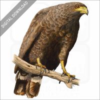 Common Black Hawk stock image