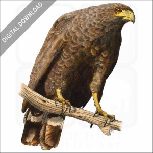 Common Black Hawk stock image