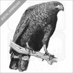 Common Black Hawk