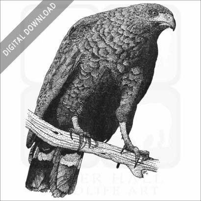 Common Black Hawk