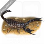 Common Black Scorpion stock image