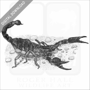 Common Black Scorpion