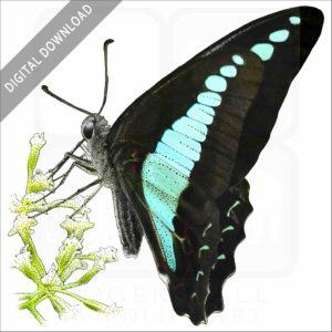 Common Bluebottle Butterfly stock image