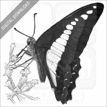 Common Bluebottle Butterfly