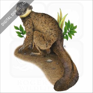 Collared Brown Lemur stock image