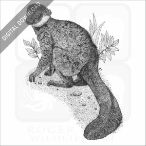 Collared Brown Lemur