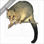 Common Brushtail Possum illustration