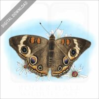 Common Buckeye Butterfly stock image