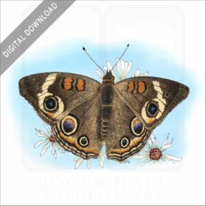 Common Buckeye Butterfly stock image