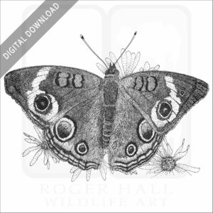 Common Buckeye Butterfly