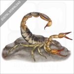 Common California Scorpion stock image