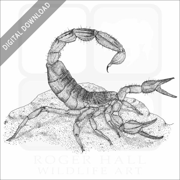 Common California Scorpion