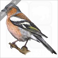 Common Chaffinch stock image