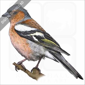 Common Chaffinch stock image