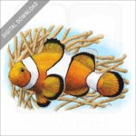 Common Clownfish stock image