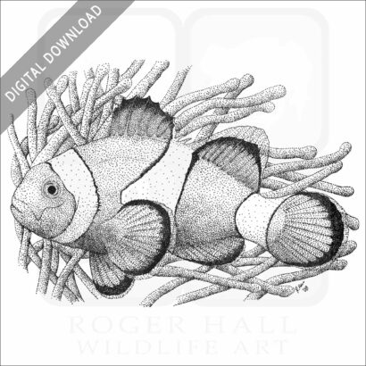 Common Clownfish