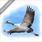 Common Crane stock image