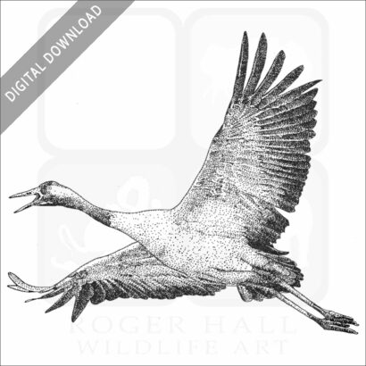 Common Crane