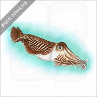 Common Cuttlefish stock image