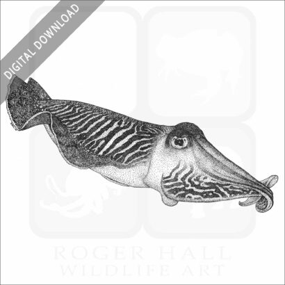 Common Cuttlefish