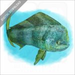 Common Dolphinfish or Mahi-mahi stock image
