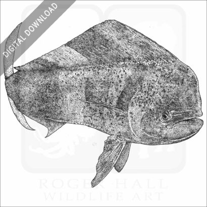 Common Dolphinfish or Mahi-mahi