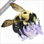 Common Eastern Bumble Bee stock image