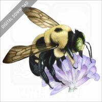Common Eastern Bumble Bee stock image
