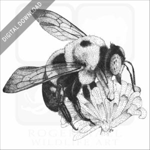 Common Eastern Bumble Bee