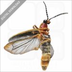 Common Eastern Firefly stock image