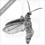 Common Eastern Firefly