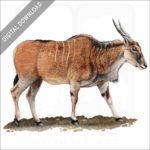 Common Eland stock art