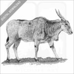 Common Eland