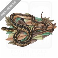 Common Garter Snake stock image