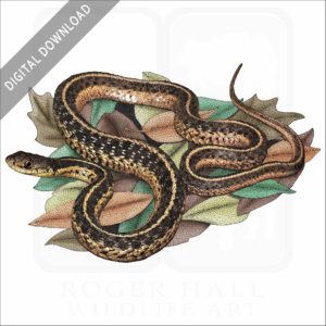 Common Garter Snake stock image
