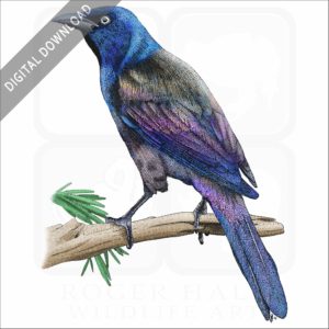 Common Grackle stock image