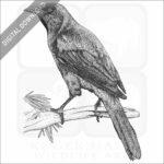 Common Grackle