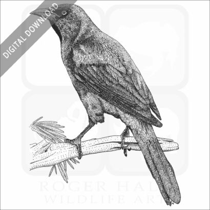 Common Grackle