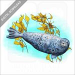 Common Harbor Seal stock image