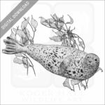 Common Harbor Seal